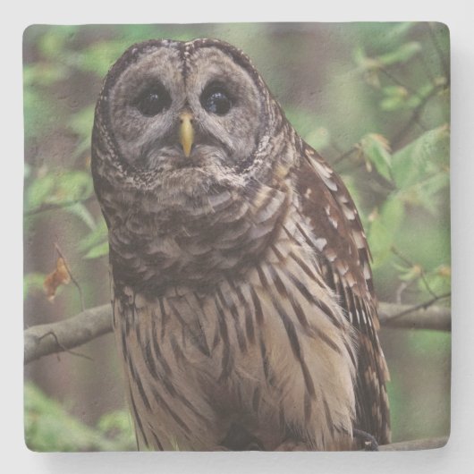 Barred Owl Stenen Onderzetter (Voorkant)