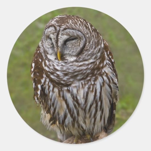 Barred Owl Sticker (Voorkant)