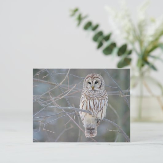 Barred Owl Strix Varia Briefkaart (Staand voorkant)