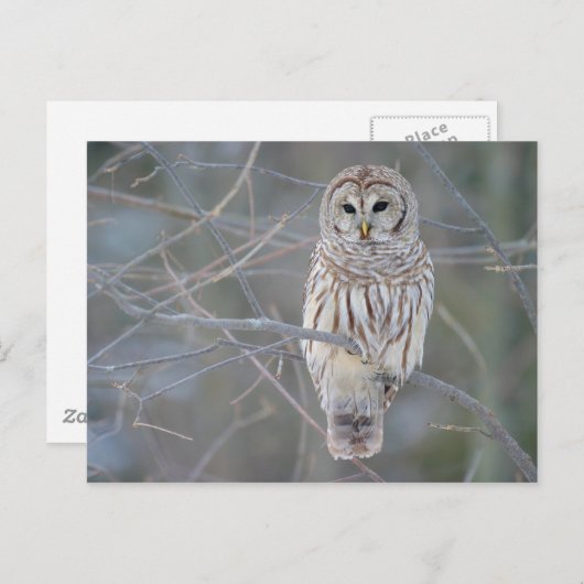 Barred Owl Strix Varia Briefkaart (Voorkant / Achterkant)
