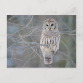 Barred Owl Strix Varia Briefkaart (Voorkant)