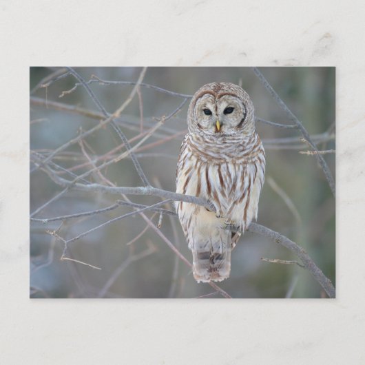 Barred Owl Strix Varia Briefkaart (Voorkant)