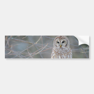 Barred Owl Strix Varia Bumpersticker