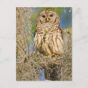 Barred Owl (Strix varia), doorboord in de cyperboo Briefkaart