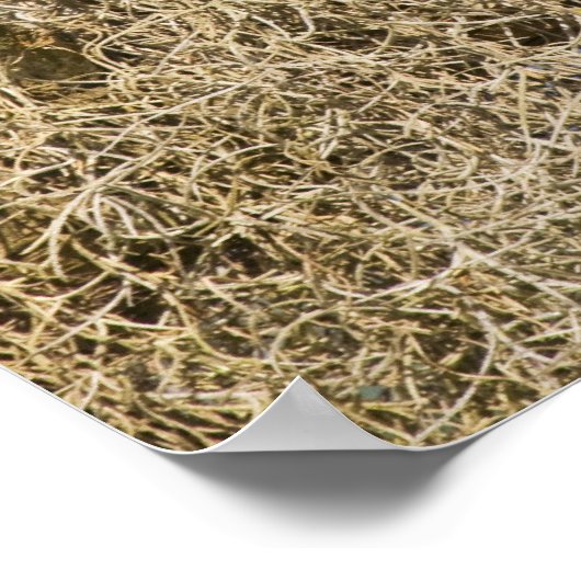 Barred Owl (Strix varia), doorboord in de cyperboo Poster (Hoek)