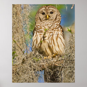 Barred Owl (Strix varia), doorboord in de cyperboo Poster