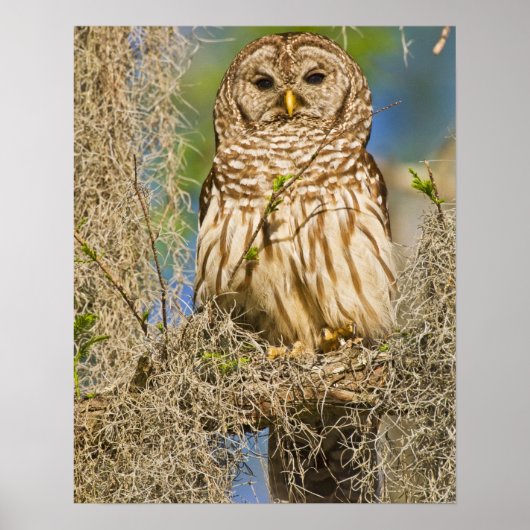 Barred Owl (Strix varia), doorboord in de cyperboo Poster (Voorkant)