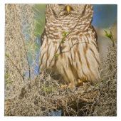 Barred Owl (Strix varia), doorboord in de cyperboo Tegeltje (Voorkant)