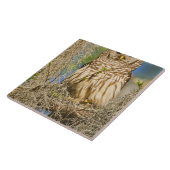 Barred Owl (Strix varia), doorboord in de cyperboo Tegeltje (Zijkant)