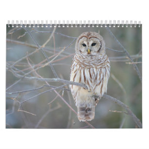 Barred Owl Strix Varia Kalender