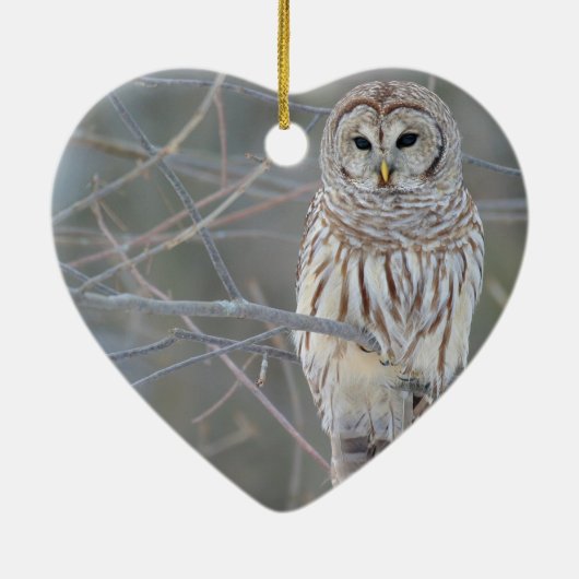 Barred Owl Strix Varia Keramisch Ornament (Achterkant)