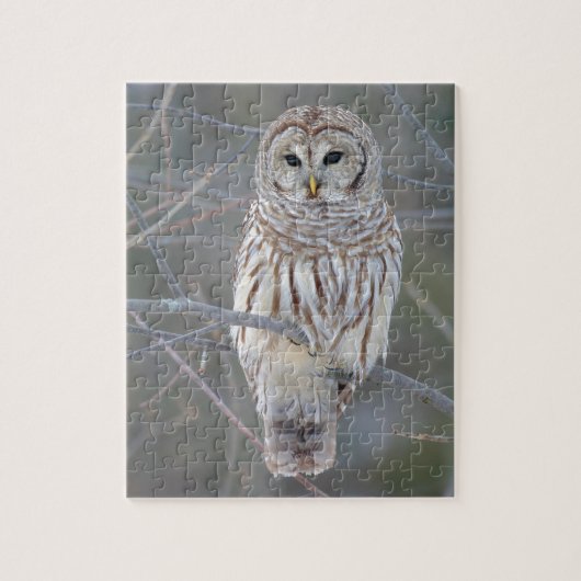 Barred Owl Strix Varia Legpuzzel (Verticaal)