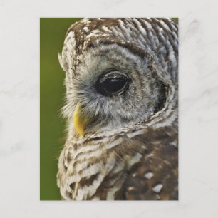 Barred Owl, Strix varia, Michigan Briefkaart