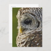Barred Owl, Strix varia, Michigan Briefkaart (Voorkant / Achterkant)