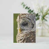 Barred Owl, Strix varia, Michigan Briefkaart (Staand voorkant)