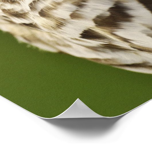 Barred Owl, Strix varia, Michigan Poster (Hoek)