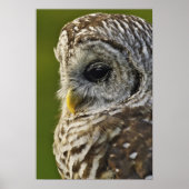 Barred Owl, Strix varia, Michigan Poster (Voorkant)