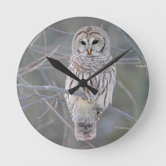 Barred Owl Strix Varia Ronde Klok (Voorkant)