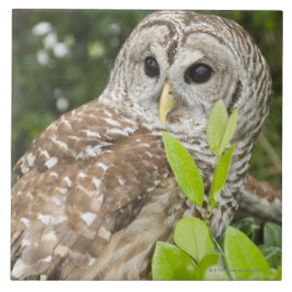 Barred Owl Tegeltje
