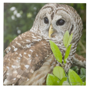 Barred Owl Tegeltje