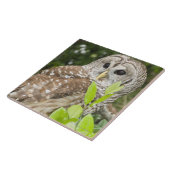 Barred Owl Tegeltje (Zijkant)