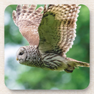 Barred Owl tijdens de vlucht Bier Onderzetter