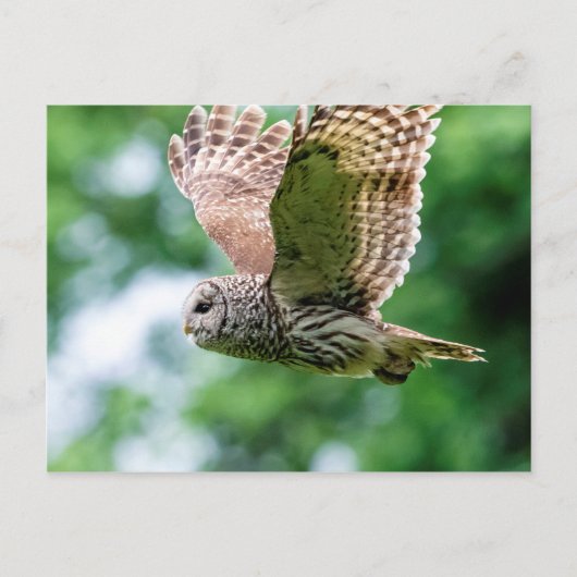 Barred Owl tijdens de vlucht Briefkaart (Voorkant)