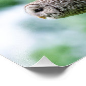 Barred Owl tijdens de vlucht Foto Afdruk (Hoek)