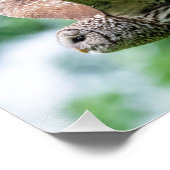 Barred Owl tijdens de vlucht Foto Afdruk (Hoek)