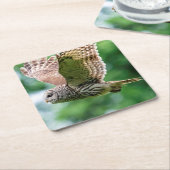 Barred Owl tijdens de vlucht Kartonnen Onderzetters (Schuin)