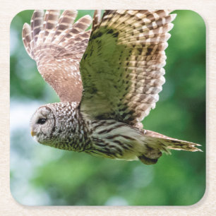 Barred Owl tijdens de vlucht Kartonnen Onderzetters