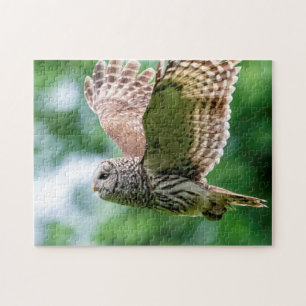 Barred Owl tijdens de vlucht Legpuzzel