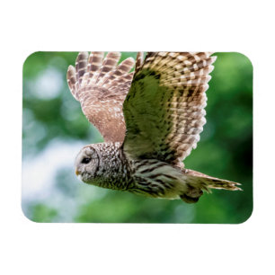 Barred Owl tijdens de vlucht Magneet