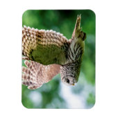 Barred Owl tijdens de vlucht Magneet (Verticaal)