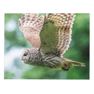 Barred Owl tijdens de vlucht Notitieblok