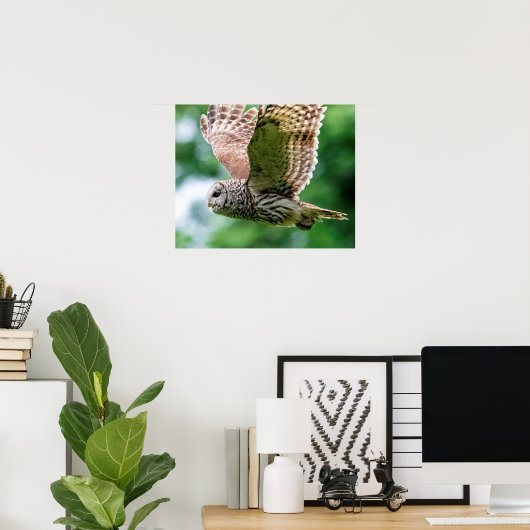 Barred Owl tijdens de vlucht Poster (Thuiskantoor)