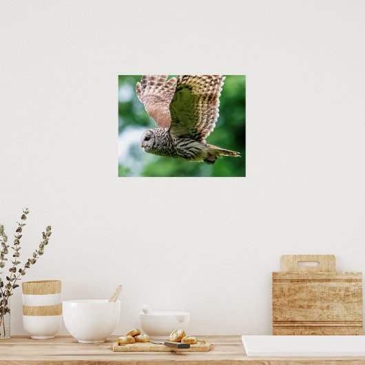 Barred Owl tijdens de vlucht Poster (Keuken)