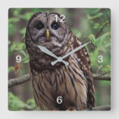 Barred Owl Vierkante Klok (Voorkant)