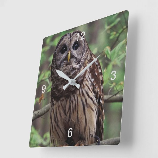 Barred Owl Vierkante Klok (Hoek)