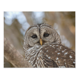 Barred Owl Wildlife Afbeelding Foto Afdruk