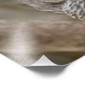 Barred Owl Wildlife Afbeelding Foto Afdruk (Hoek)