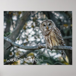 Barred Owl Wildlife Matters! Poster