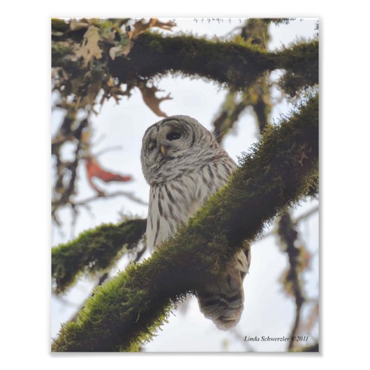 Barred Owl Winking Foto Afdruk (Voorkant)