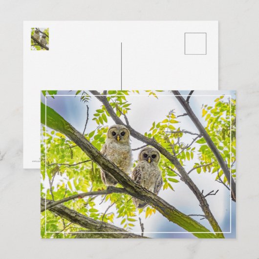 Barred Owlets Springtime Briefkaart (Voorkant / Achterkant)