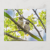 Barred Owlets Springtime Briefkaart (Voorkant)