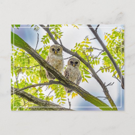 Barred Owlets Springtime Briefkaart (Voorkant)