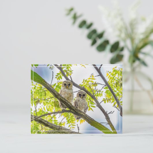 Barred Owlets Springtime Briefkaart (Staand voorkant)