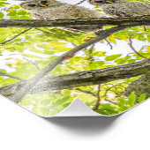 Barred Owlets Springtime Foto Afdruk (Hoek)