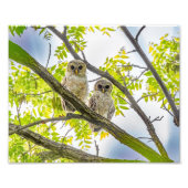 Barred Owlets Springtime Foto Afdruk (Voorkant)