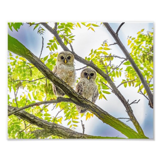 Barred Owlets Springtime Foto Afdruk (Voorkant)